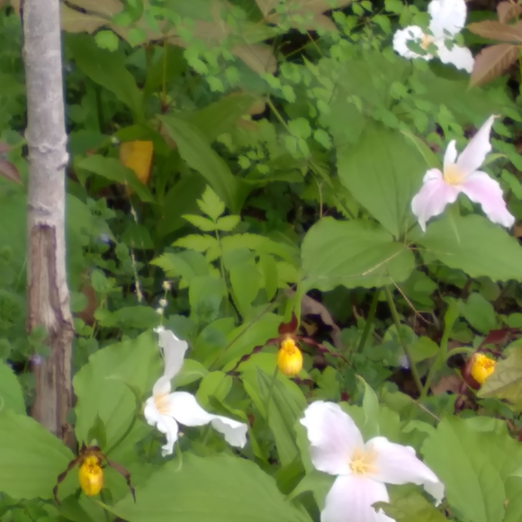 ⚜️ VINTAGE  Pale PINK LACE PLACEMATS w/CUT OUTS - Picture 4 of 16